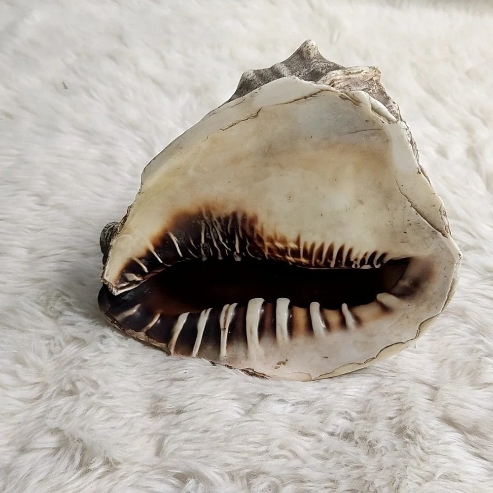 Brown & Beige Striped Helmet Conch Sea Shell 6.5